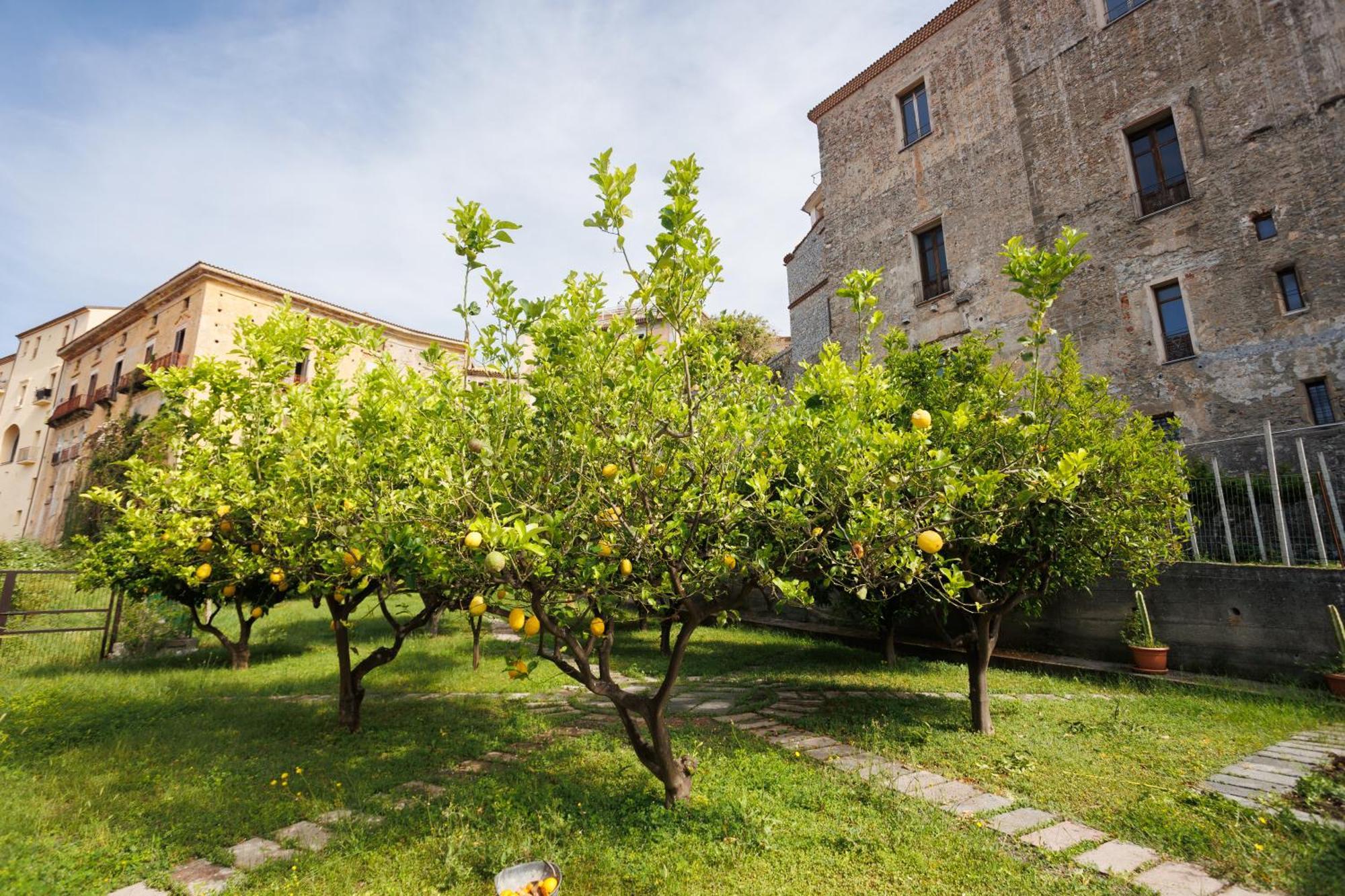 The Lemon Tree House Daire Scalea Dış mekan fotoğraf