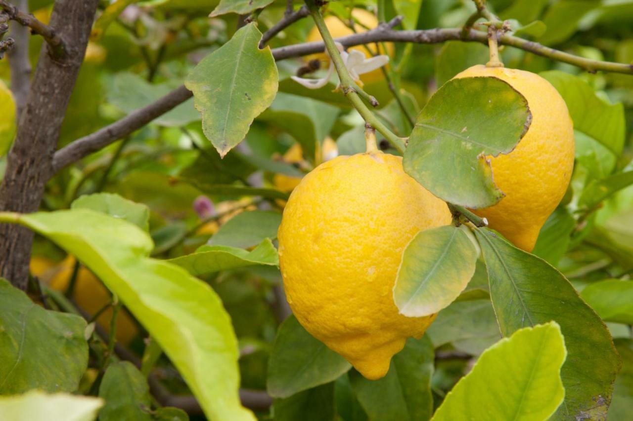 The Lemon Tree House Daire Scalea Dış mekan fotoğraf